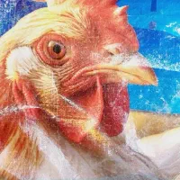 مرغی کود پلت مرغی ۱۰۰ درصد اصلی