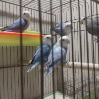 فروش ۶ عدد فیشر جوجه پارسال