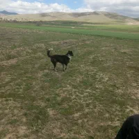 سگ سرابی|سگ|سلماس, |دیوار