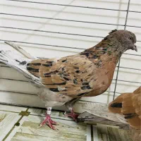 کبوتر سرور تهرنی