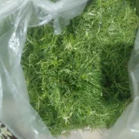 فروش بابونه