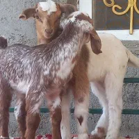 کهر شیر خواربازیگوش دوقلو زا زیر بزشیری مخوره پسنک|حیوانات مزرعه|بندرعباس, |دیوار