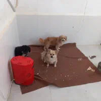 واگذاری پت خانگی