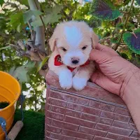 توله پودل کراس عروسکی