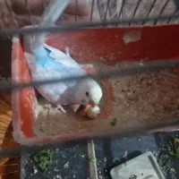 یک جفت مرغ عشق رینو رنگین کمانی