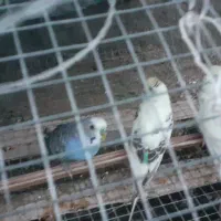 مرغ عشق|پرنده|قشم, |دیوار