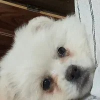 سگ چهار ماهه نر تازه واکسیناسیون شده سالم سلامت