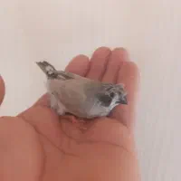 فنجان ماده کاکلی پرزده