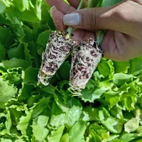 نشا کاهو مهرگان 48|خدمات باغبانی و درختکاری|ورامین, شهرک ولیعصر|دیوار