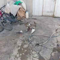 ۴ عدد کفتر|پرنده|قروه, |دیوار