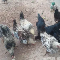 ۶ عدد کلشیر سرحال جوان به فروش میرسد|حیوانات مزرعه|قلعه شاهین, |دیوار