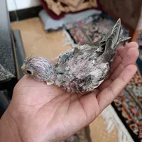 جوجه عروس
