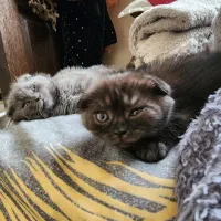 گربه بریتیش اسکاتیش