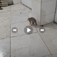 گربه فوتبالست|گربه|اسلام‌شهر, شهرک مفیدی|دیوار