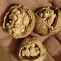 گردودشتک،بادام،برنج ،شیره انگور،لوبیاچیتی|خوردنی و آشامیدنی|شیراز, شهرک سعدی|دیوار