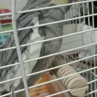 عروس هلندی نر