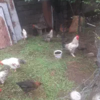 مرغ و خروس محلی برای فروش