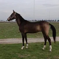 فروش  اسب|اسب و تجهیزات اسب‌سواری|گنبد کاووس, |دیوار