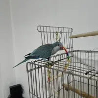 طوطی راهب سخنگو