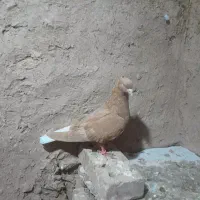 کفتر زرد دم سفید