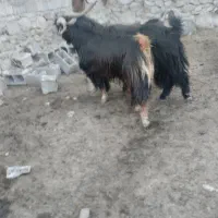 بز فروشی|حیوانات مزرعه|دهدشت, |دیوار