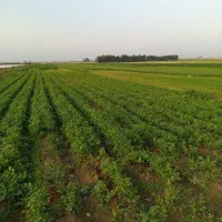 فروش سبزی خورشتی خام و تازه تحویل درب منزل رایگان|خوردنی و آشامیدنی|اندیمشک, |دیوار