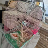 جفت مرغ عشق مولد