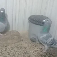 کبوتر پلاکی نرماده مسافت بلند