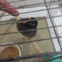 مرغ مینا سخنگو