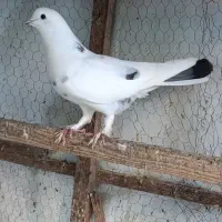 فروش کبوتر پرشی