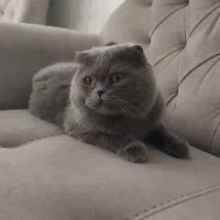 گربه اسکاتیش نر