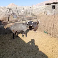 فروش بره قوچ|حیوانات مزرعه|سرچهان, |دیوار