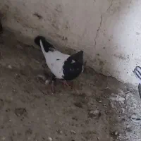 کفتر دورنگ|پرنده|قزوین, |دیوار