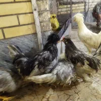 خروس زینتی خوش سیما فرز و چابک و خوش خوان