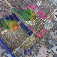 طوطی|پرنده|خرمشهر, |دیوار