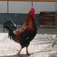 خروس اصل عربی و مرغگیر