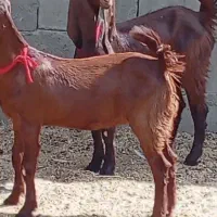 کولار و بز|حیوانات مزرعه|بردسکن, |دیوار