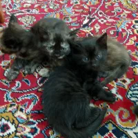 گربه خانگی