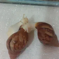 حلزون آچاتینا