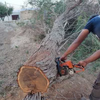 برش درخت و بار چوب