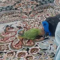طوطی برزیلی|پرنده|داراب, |دیوار