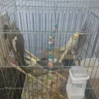 عروس هلندی|پرنده|خرمدره, |دیوار