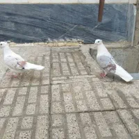 ۳ تا پرنده|پرنده|بروجرد, |دیوار