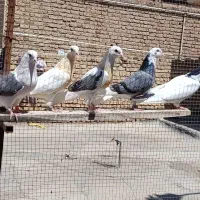 کفتر پرشی