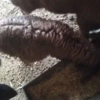 نربره چاق سالم|حیوانات مزرعه|دلند, |دیوار