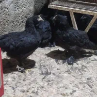 مرندی گوشواره دار اصل
