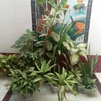 گل طبیعی|گل و گیاه طبیعی|یاسوج, |دیوار