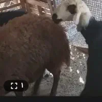 بره نذزابلفضل   گمشده