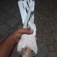 کفتر هفت رنگ کشیده گرفتنی کبوتر|پرنده|کرباسک, |دیوار