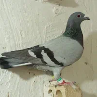 کبوتر آلمانی ماده ساده سیاه نر|پرنده|گنبد کاووس, |دیوار